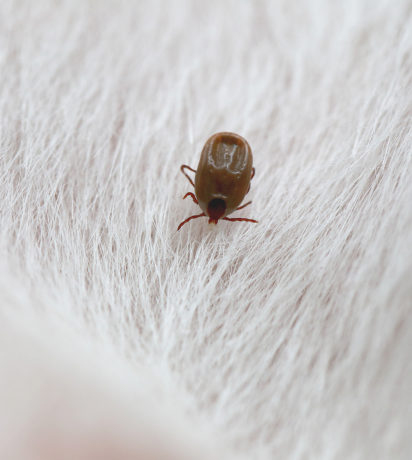 Flea and Tick Prevention Tips from a Veterinarian in St. Charles